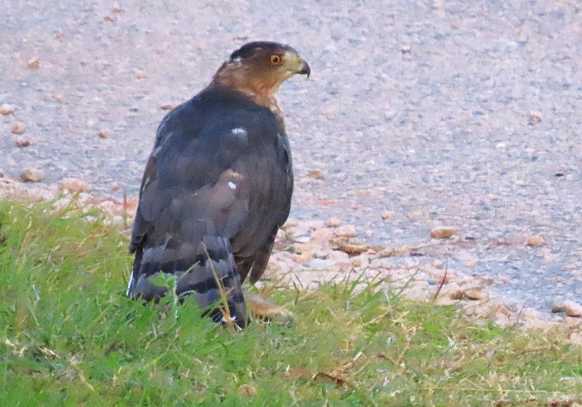 Cooper's Hawk - ML623631744