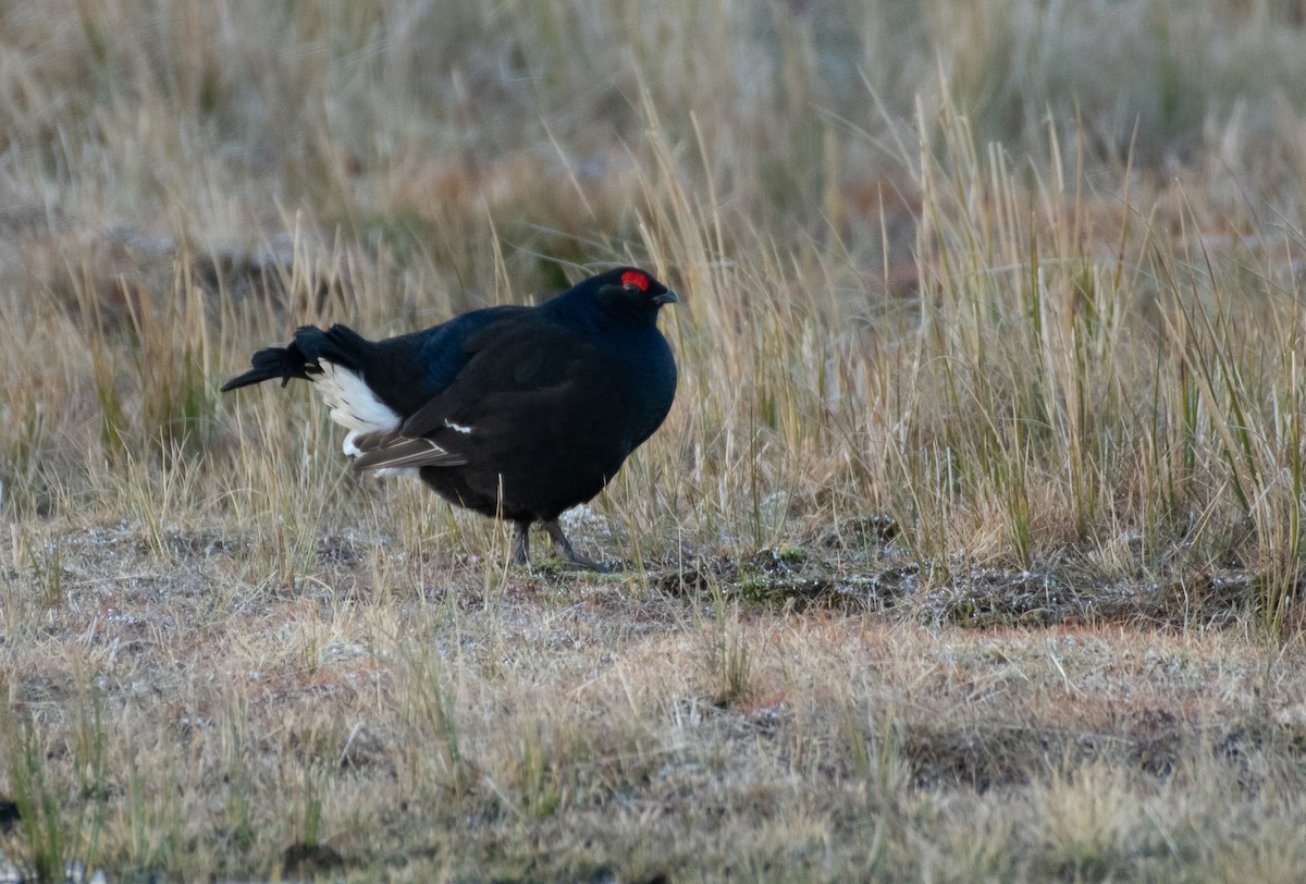 Black Grouse - George Dunbar