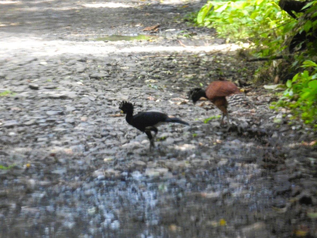 Great Curassow - ML623631766