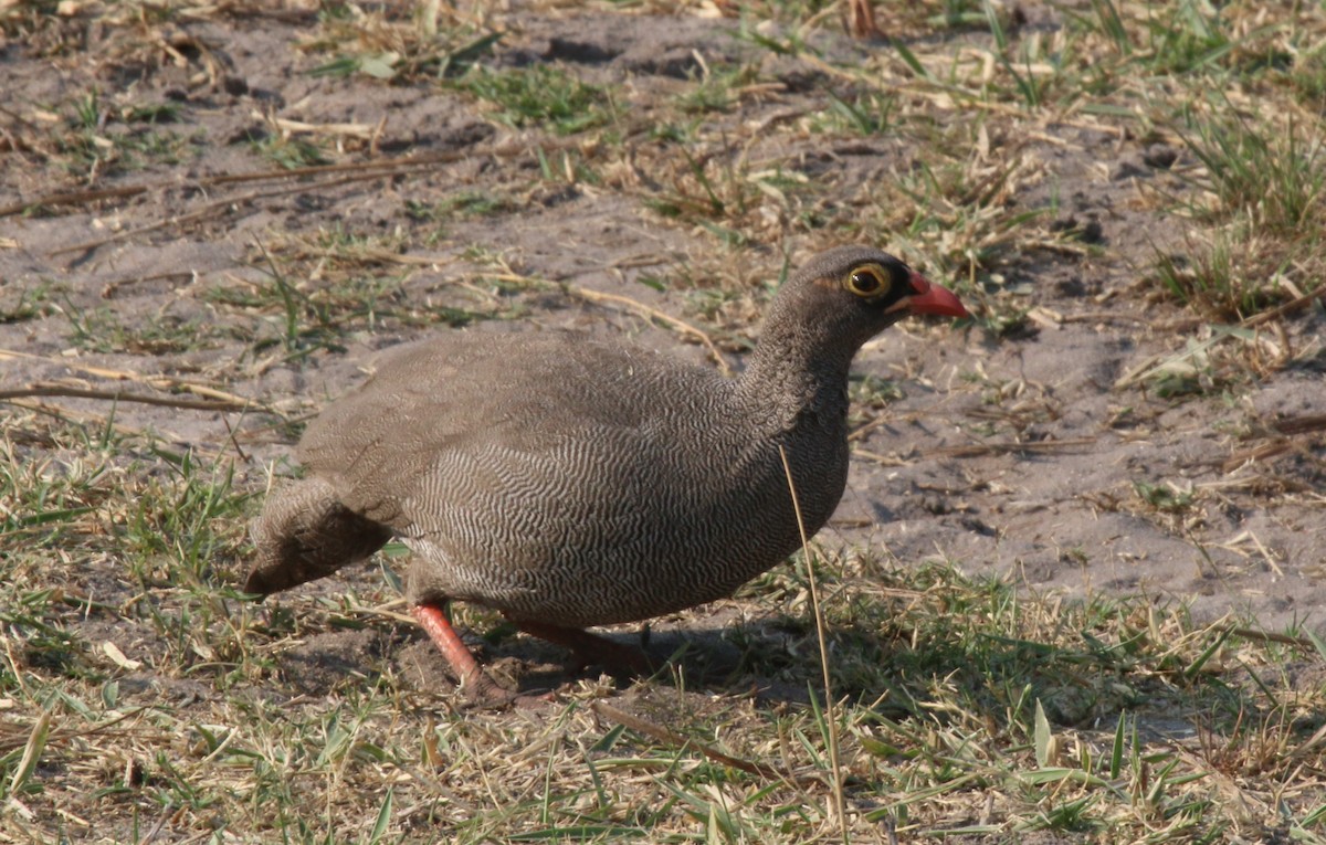 Red-billed Spurfowl - ML623631813