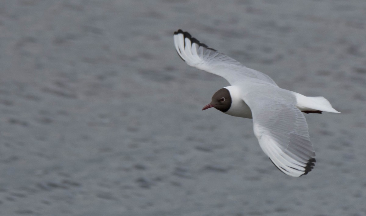 Black-headed Gull - ML623631877