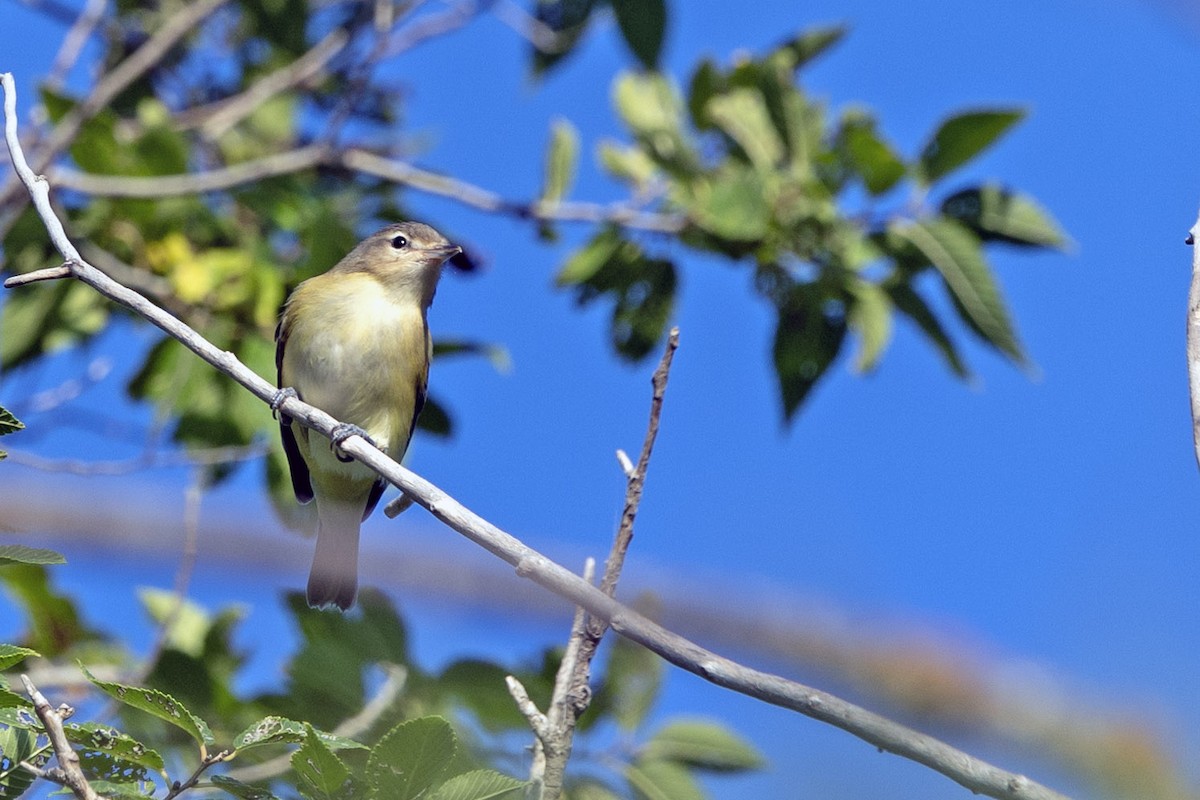 Ötücü Vireo - ML623631970