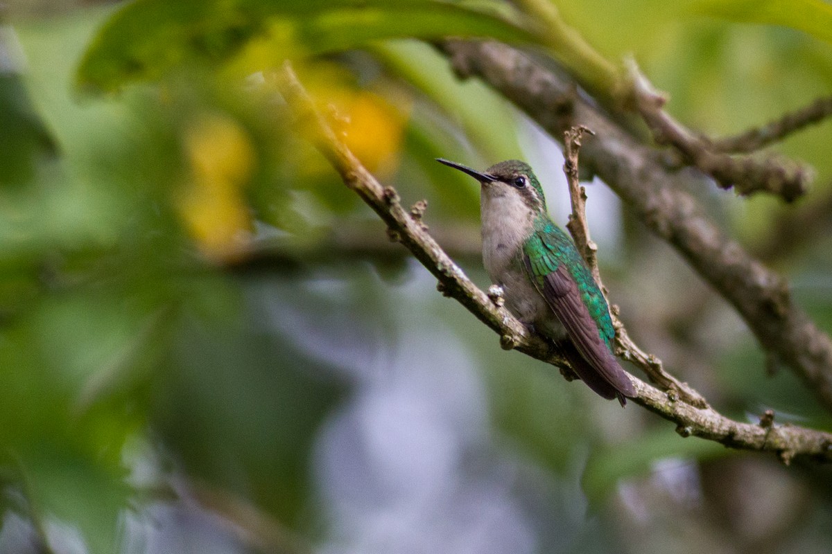 Short-tailed Emerald - ML623631985