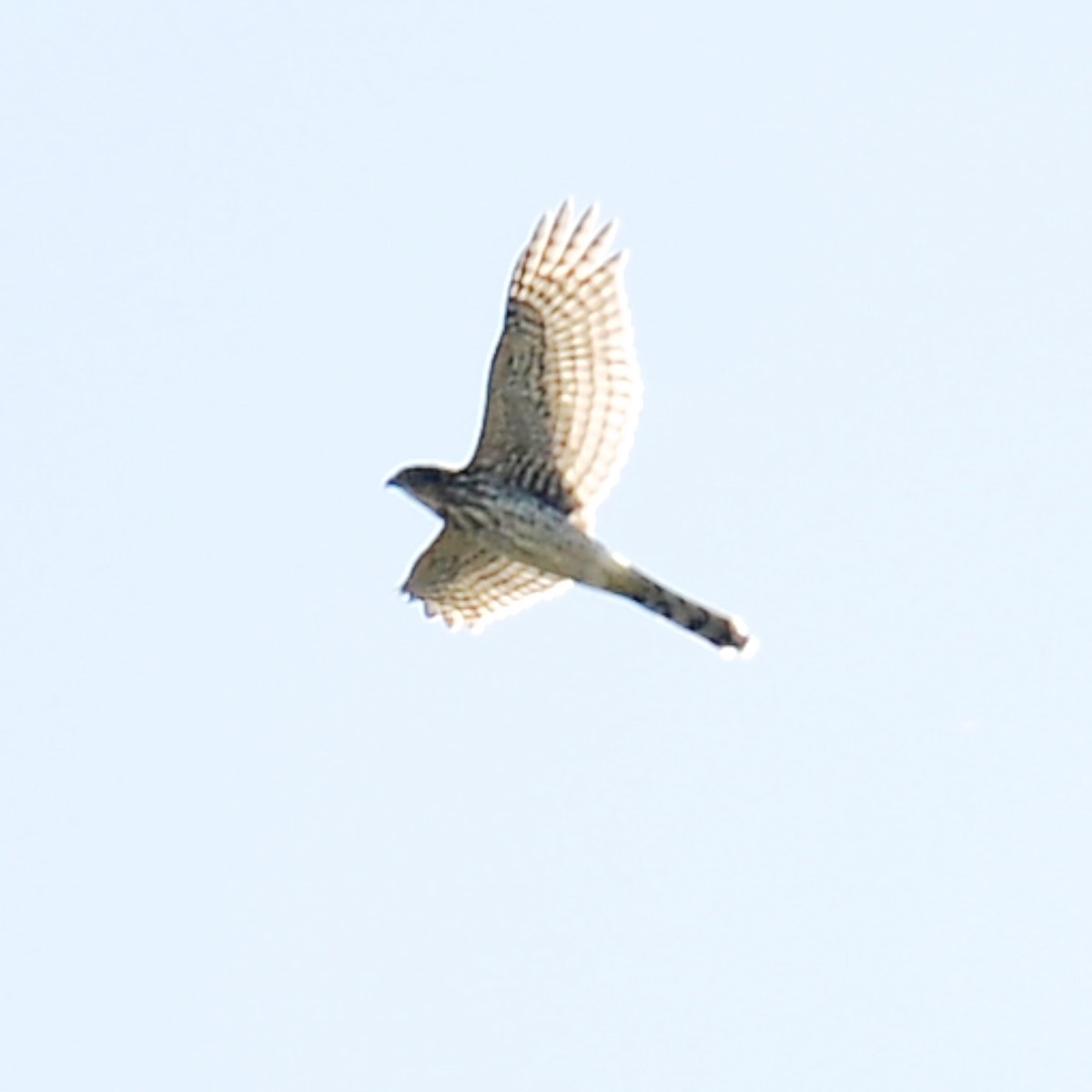 Cooper's Hawk - ML623632006