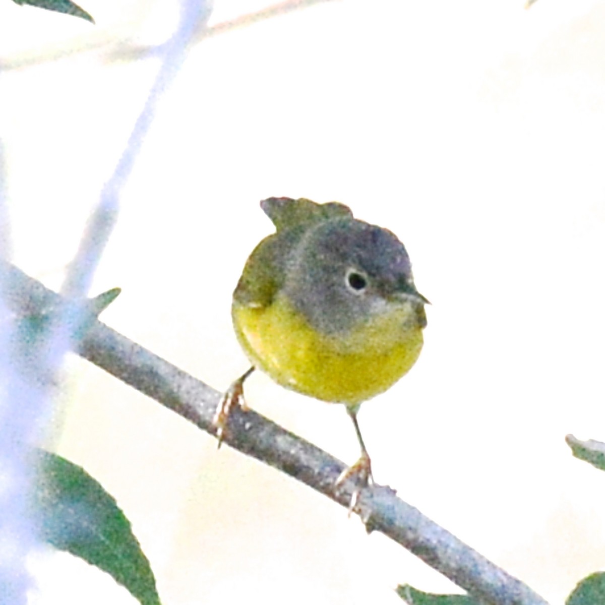 Nashville Warbler - ML623632070