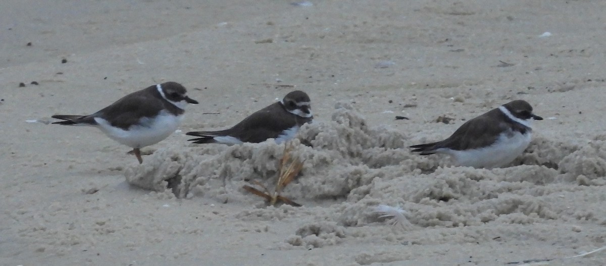 Semipalmated Plover - ML623632099