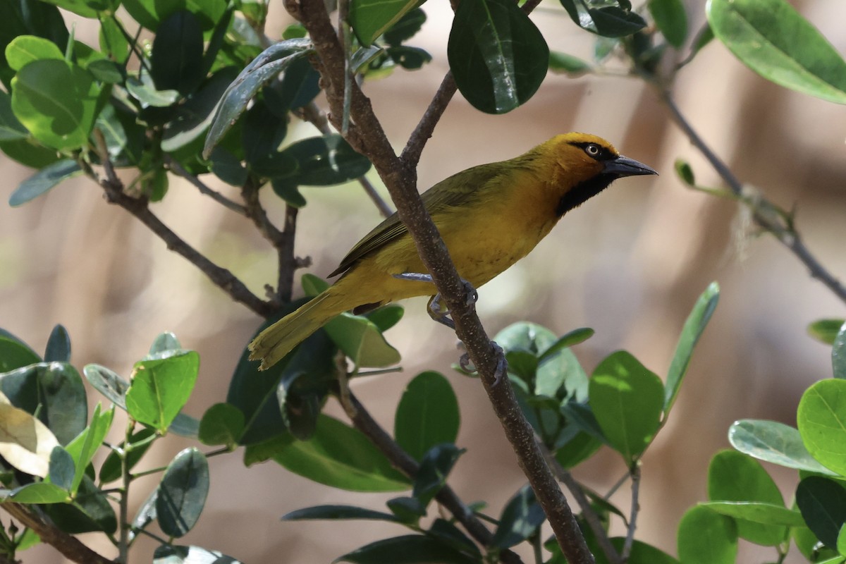 Spectacled Weaver - ML623632116