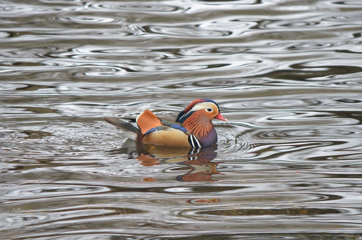 Mandarin Duck - Richard Rae