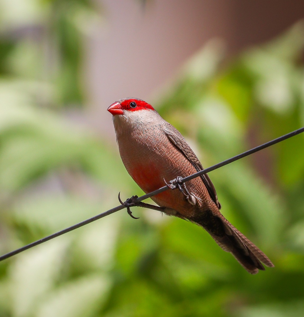 Common Waxbill - Elby Anderson A Silva