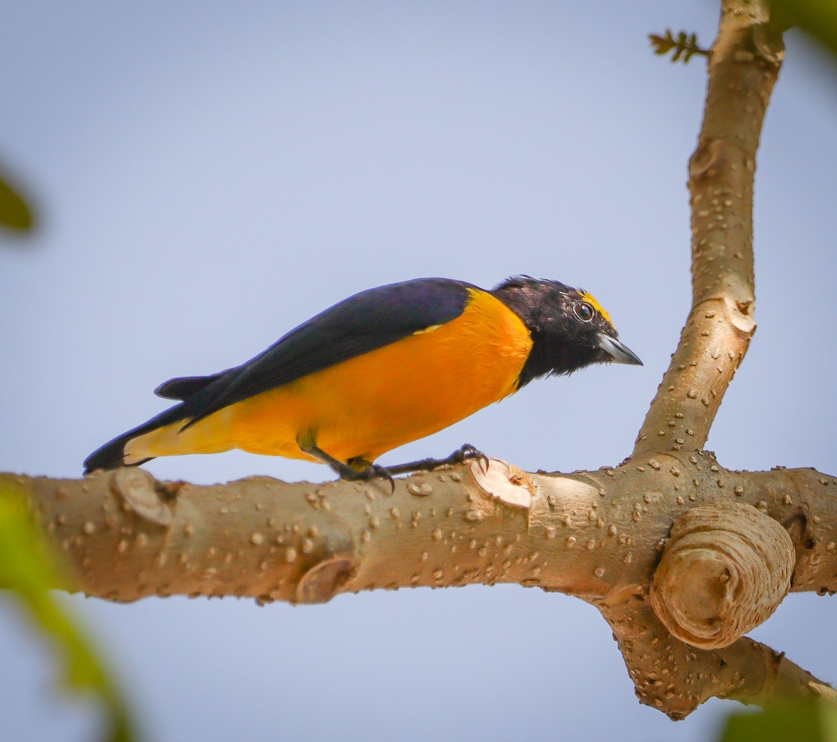 Purple-throated Euphonia - ML623632160