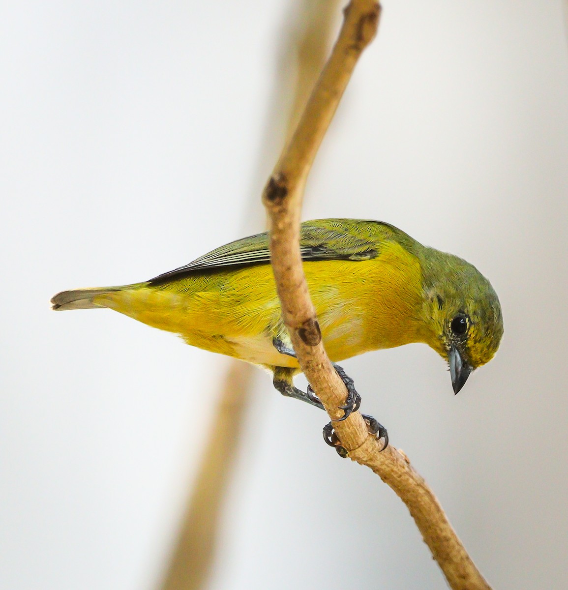 Purple-throated Euphonia - ML623632162