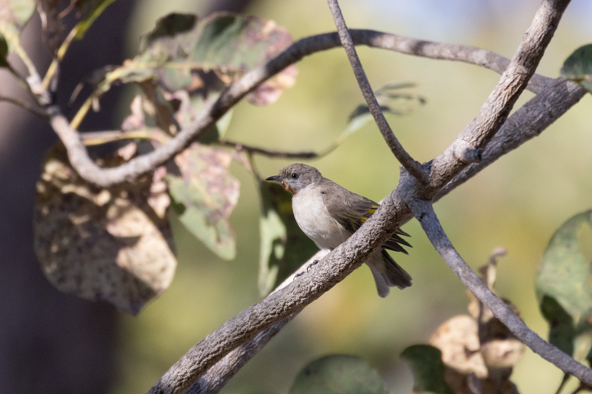 Rufous-throated Honeyeater - ML623632167