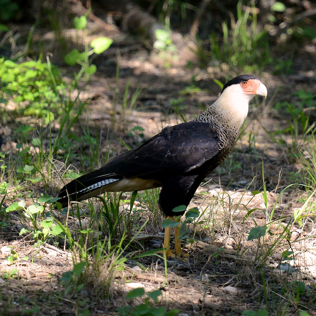 Caracara Carancho - ML623632190