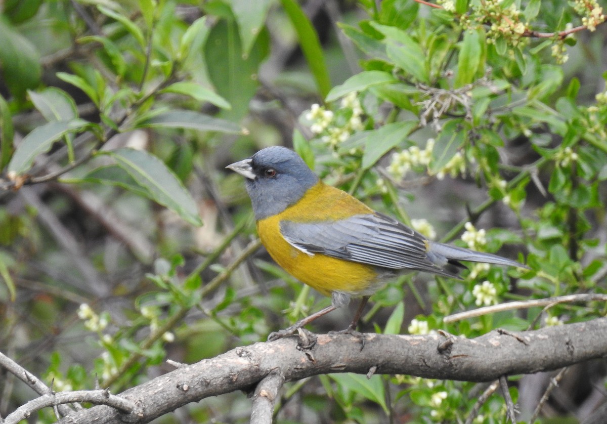 Gray-hooded Sierra Finch (minor) - ML623632218