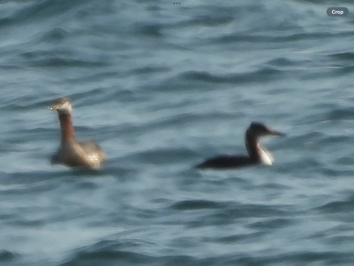 Red-necked Grebe - ML623632234