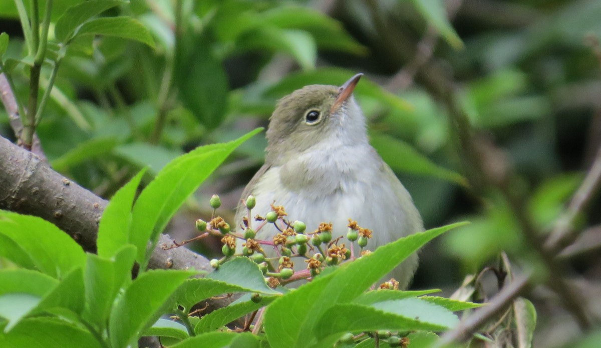 Small-billed Elaenia - ML623632240