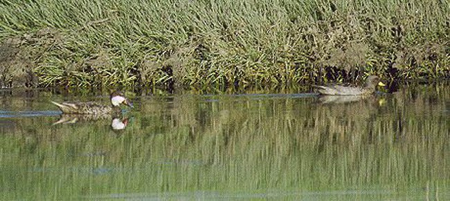 White-cheeked Pintail - ML623632261