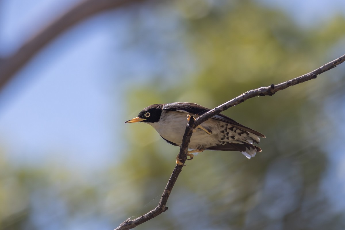 Varied Sittella (White-winged) - ML623632263