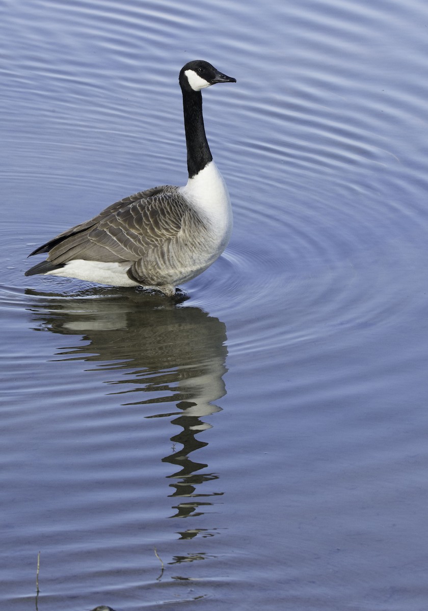 Canada Goose - ML623632267