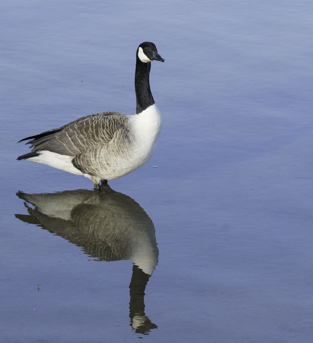 Canada Goose - ML623632268