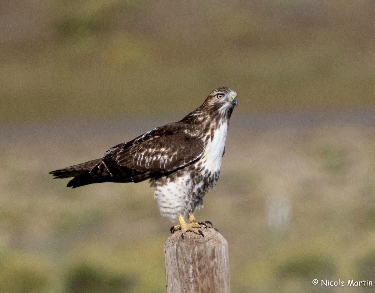 Red-tailed Hawk - ML623632292