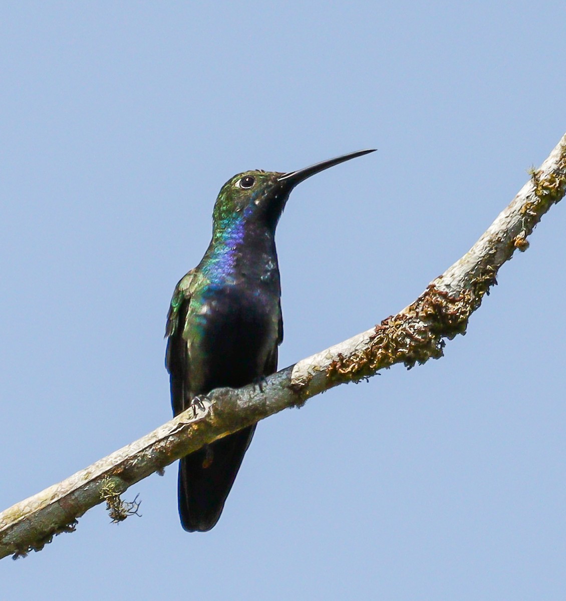 Black-throated Mango - ML623632297