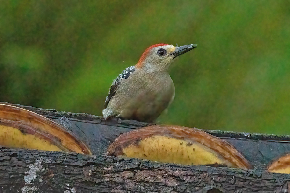 Red-crowned Woodpecker - ML623632334