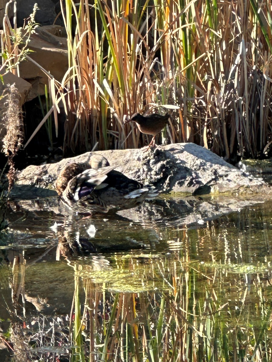 Virginia Rail - ML623632358