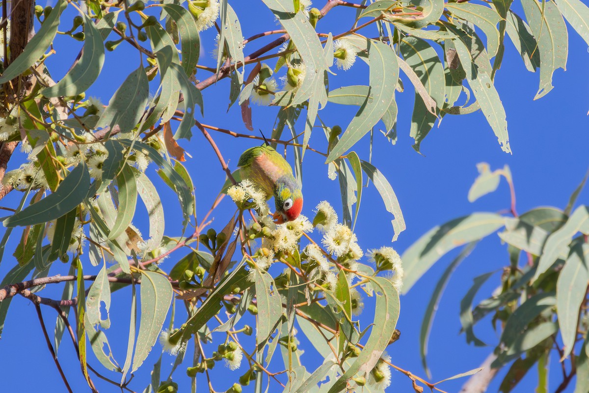 Varied Lorikeet - ML623632399