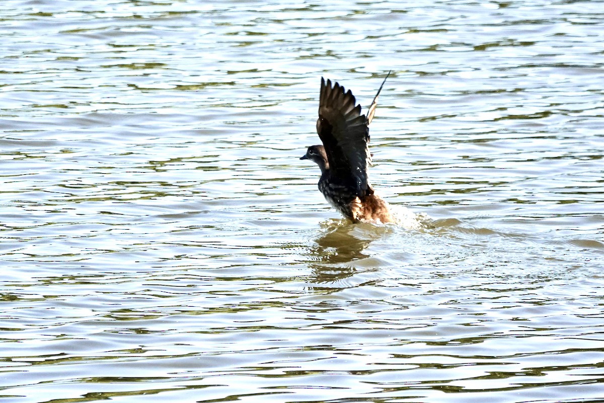 Pato Mandarín - ML623632401