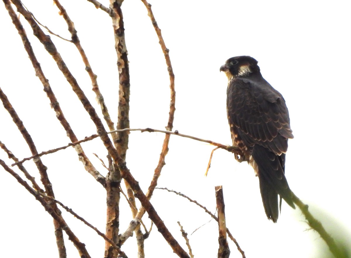 Halcón Peregrino - ML623632419