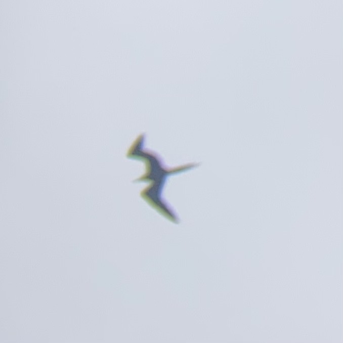 Magnificent Frigatebird - ML623632425