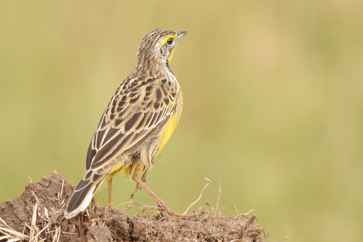 Yellow-throated Longclaw - ML623632431