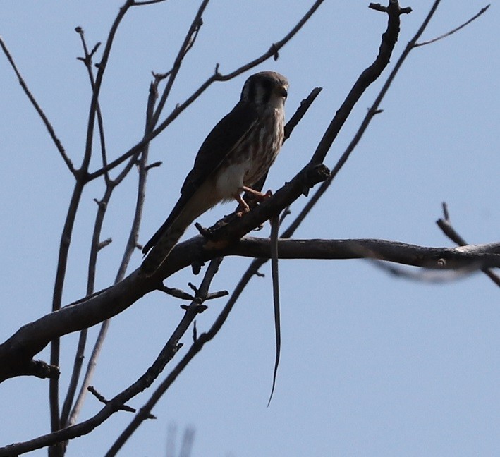 American Kestrel - ML623632526