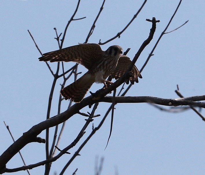 American Kestrel - ML623632527