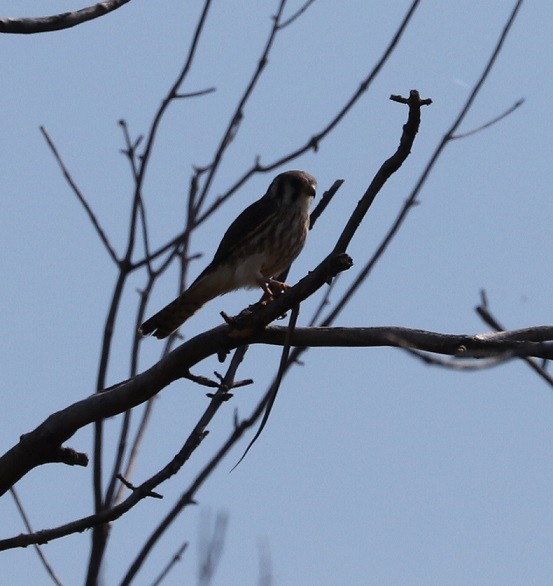 American Kestrel - ML623632528