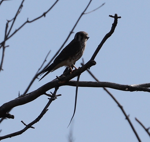 American Kestrel - ML623632529