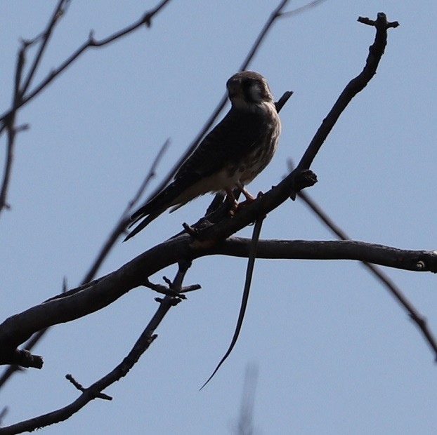 American Kestrel - ML623632530