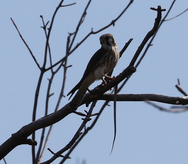 American Kestrel - ML623632531