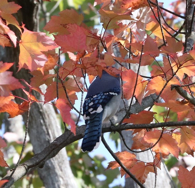 Blue Jay - ML623632536