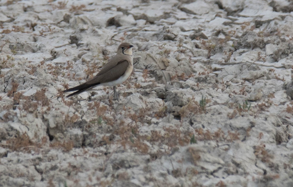 Collared Pratincole - George Dunbar