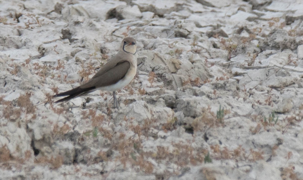 Collared Pratincole - ML623632539