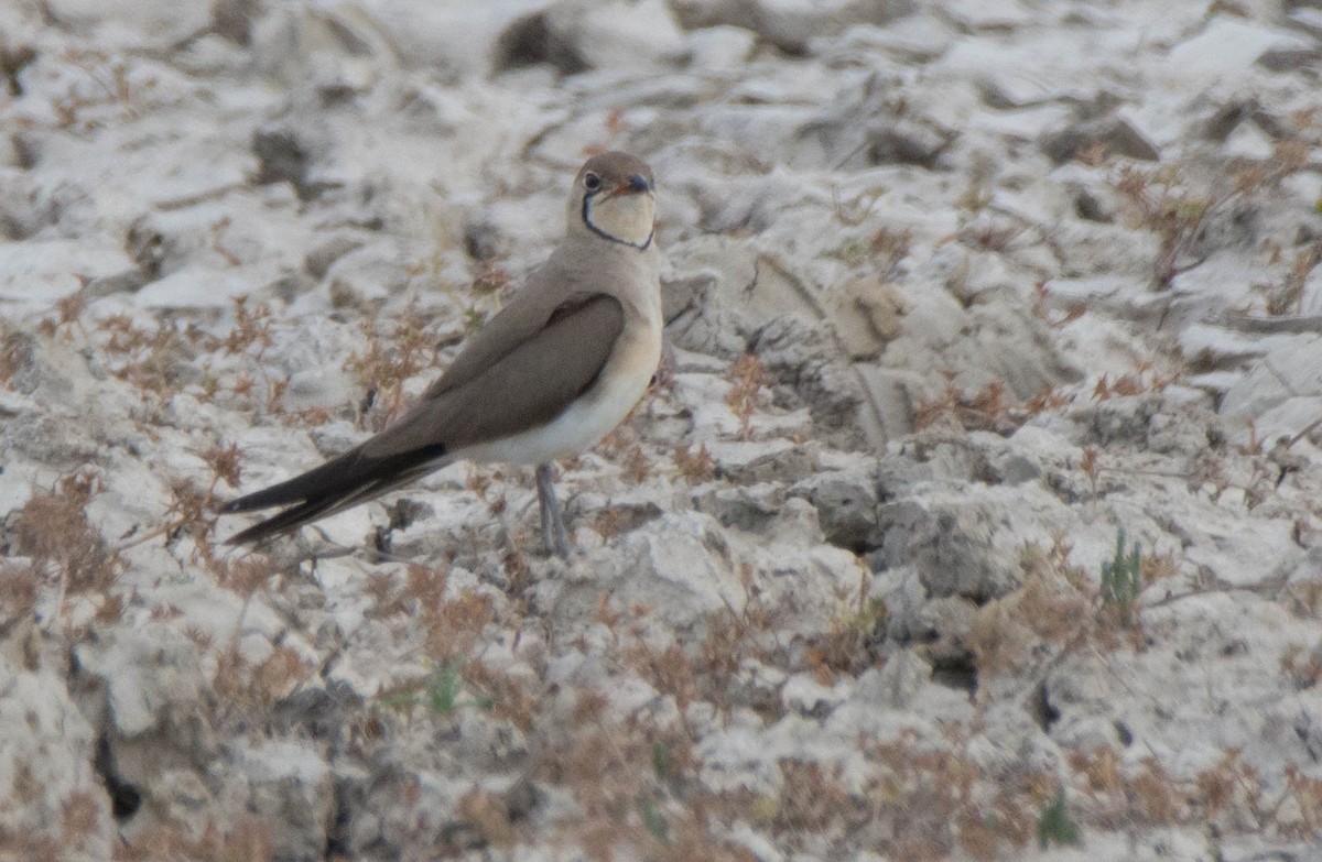 Collared Pratincole - ML623632540