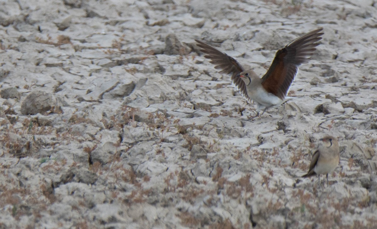 Луговая тиркушка - ML623632541