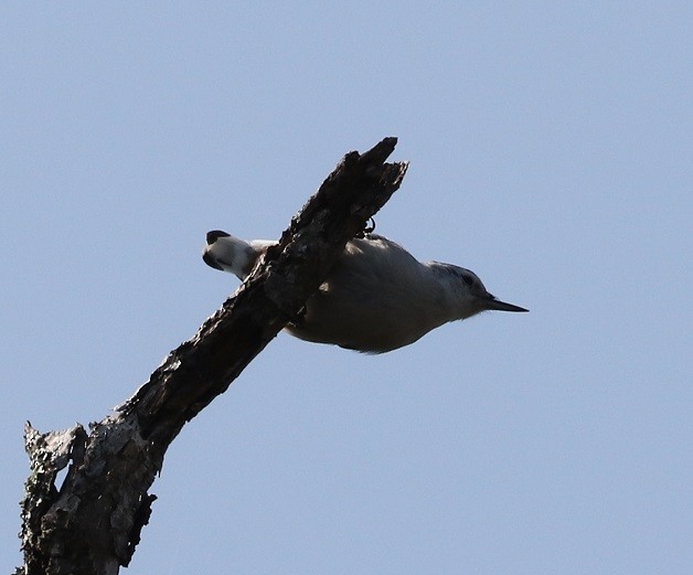 White-breasted Nuthatch - ML623632543