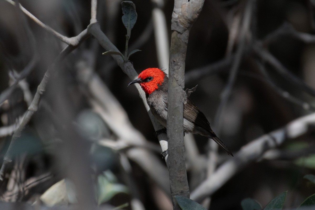 Red-headed Myzomela - ML623632545