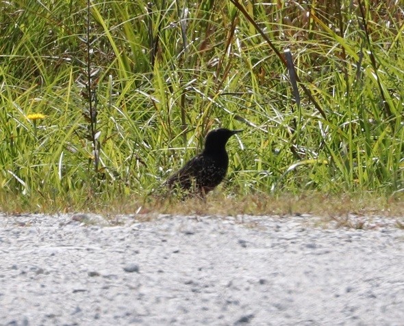 European Starling - A. Gary Reid