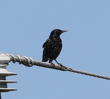 European Starling - A. Gary Reid