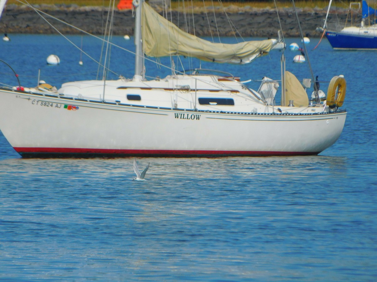 крачка sp. - ML623632553