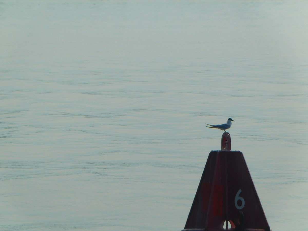 Речная крачка - ML623632557